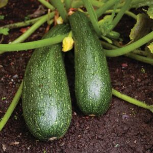 Vegetable, Zucchini (Each)
