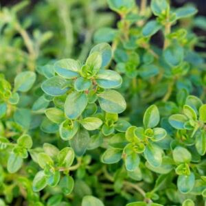 Herb, Thyme (Bunch)