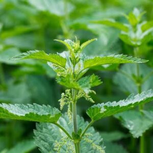Lettuce, Nettles (Bunch)