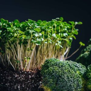 Microgreens, Broccoli (2oz)