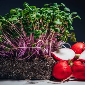 Microgreens, Radish (3oz)