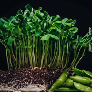 Microgreens, Pea  (3oz)