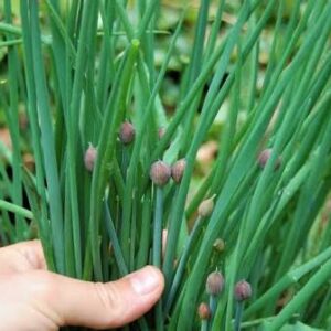 Herb, Chives  (Bunch)