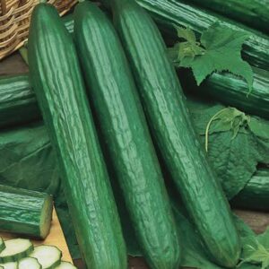 Vegetable, English Cucumber (Each)