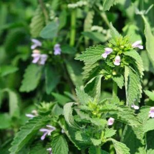 Herb, Lemon Balm (Bunch)