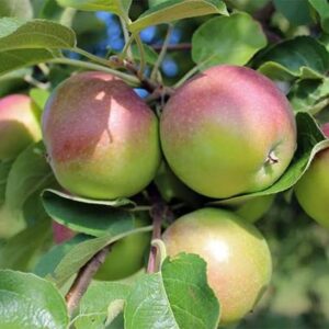 Fruit, Jersey Mac Apples (5lb)