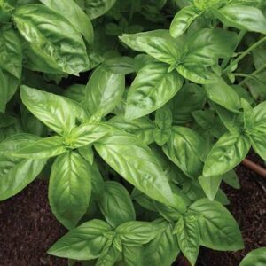 Herb, Sweet Basil (Bunch)