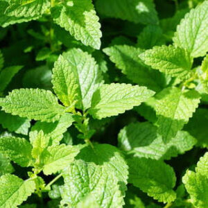 Herb, Mint (Bunch)