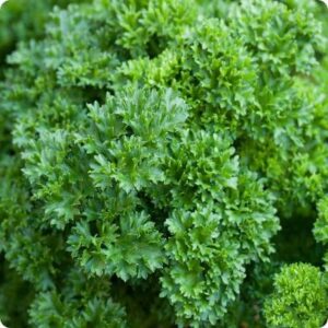 Herb, Parsley (Bunch)