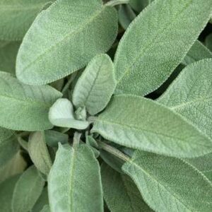 Herb, Sage (Bunch)