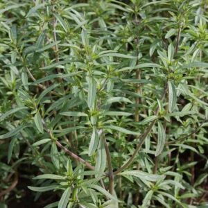 Herb, Summer Savoury (Bunch)