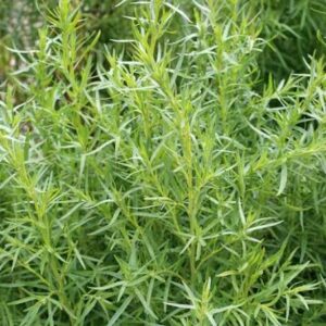Herb, Tarragon (Bunch)
