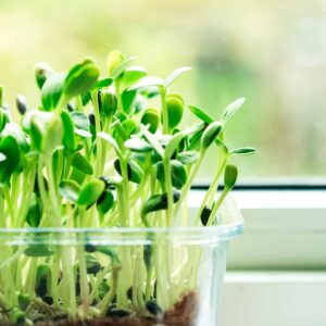 Microgreens, Sunflower (3oz)